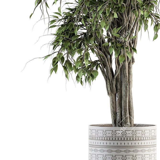 Ficus Benjamin Pot Plant Set 3D model image 3