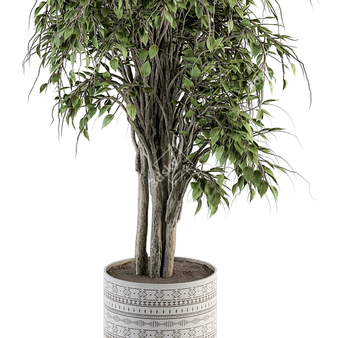 Ficus Benjamin Pot Plant Set 3D model image 4