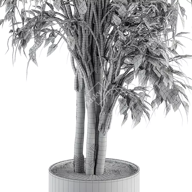 Ficus Benjamin Pot Plant Set 3D model image 6