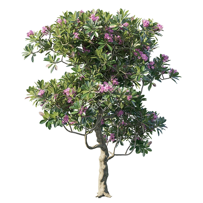 Plumeria Rubra: Exquisite Floral 3D Model 3D model image 2