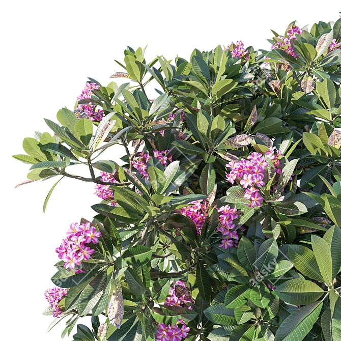 Plumeria Rubra: Exquisite Floral 3D Model 3D model image 3