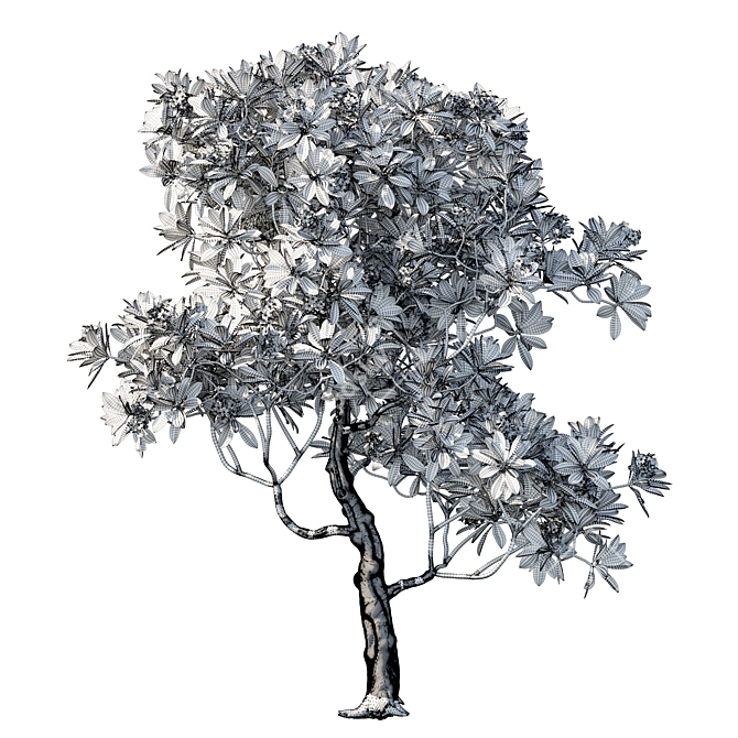 Plumeria Rubra: Exquisite Floral 3D Model 3D model image 4