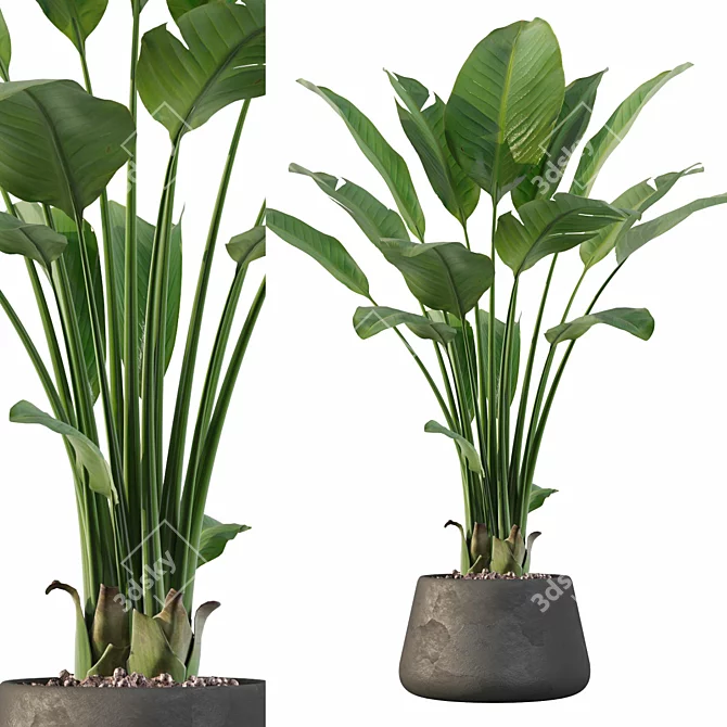 Tropical Paradise: Strelitzia Blast 3D model image 1