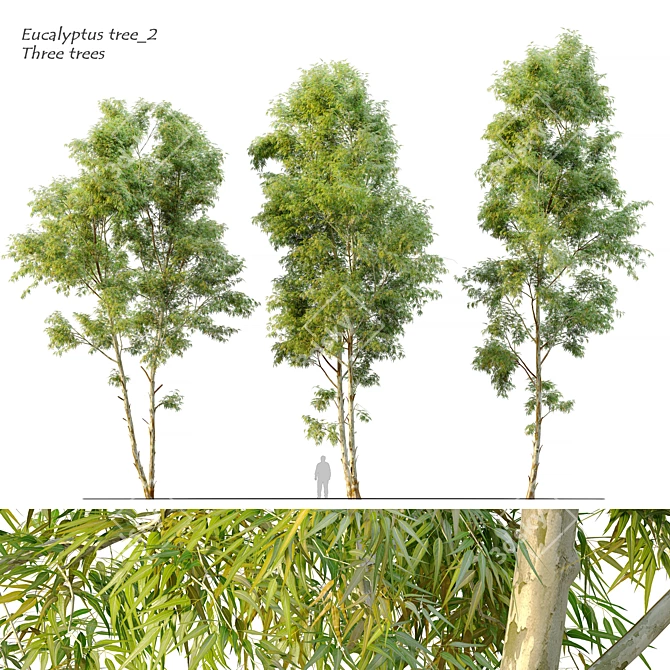 Black Gum Eucalyptus Tree Pack 3D model image 1