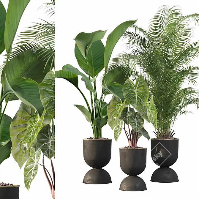 115 Plant Collection: Alocasia Dragon + Palm Areca + Strelitzia 3D model image 1