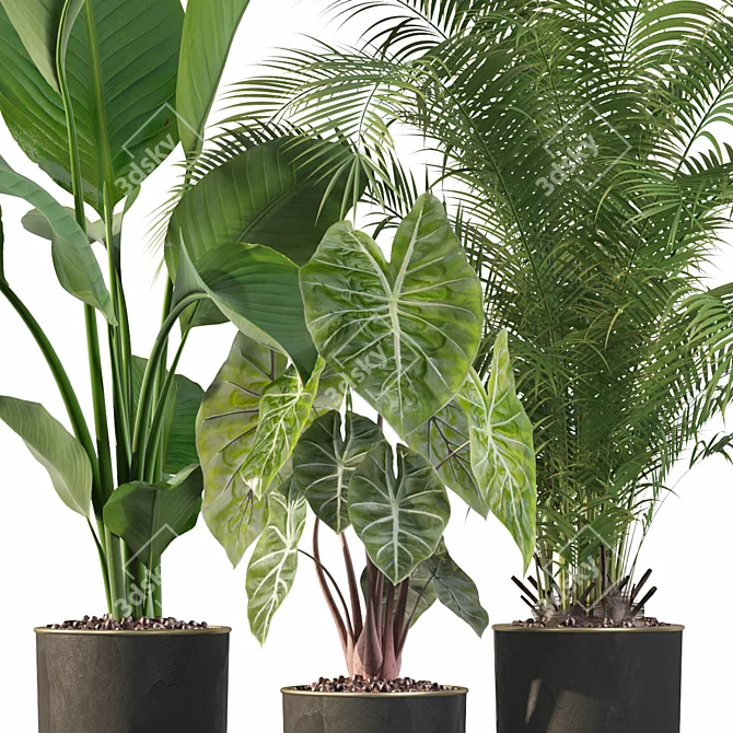 115 Plant Collection: Alocasia Dragon + Palm Areca + Strelitzia 3D model image 2