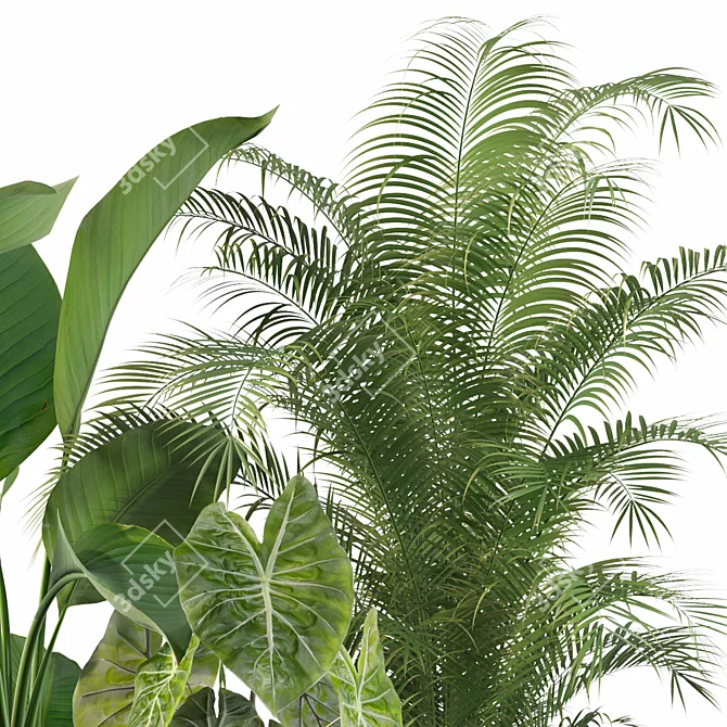 115 Plant Collection: Alocasia Dragon + Palm Areca + Strelitzia 3D model image 3