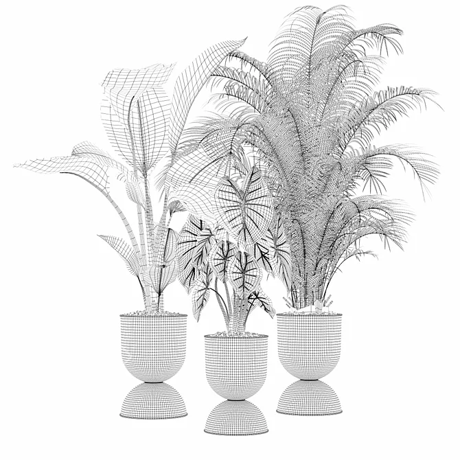 115 Plant Collection: Alocasia Dragon + Palm Areca + Strelitzia 3D model image 4