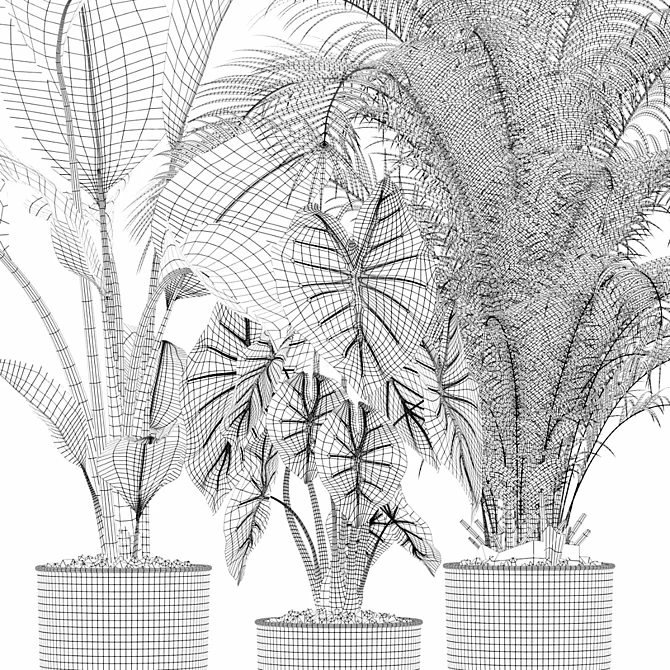 115 Plant Collection: Alocasia Dragon + Palm Areca + Strelitzia 3D model image 5