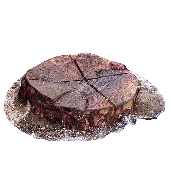 Natural Wood Tree Trunk Decor 3D model image 3