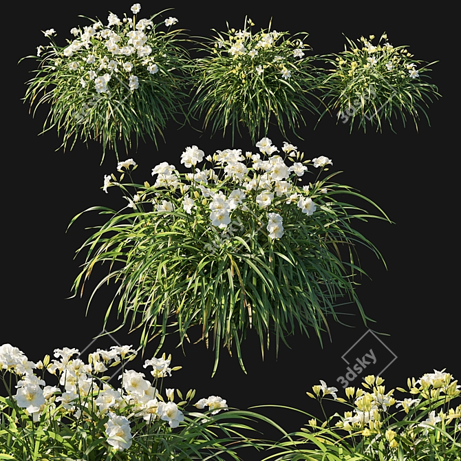 Arctic Snow Hemerocallis: Stunning Floral Perfection 3D model image 1