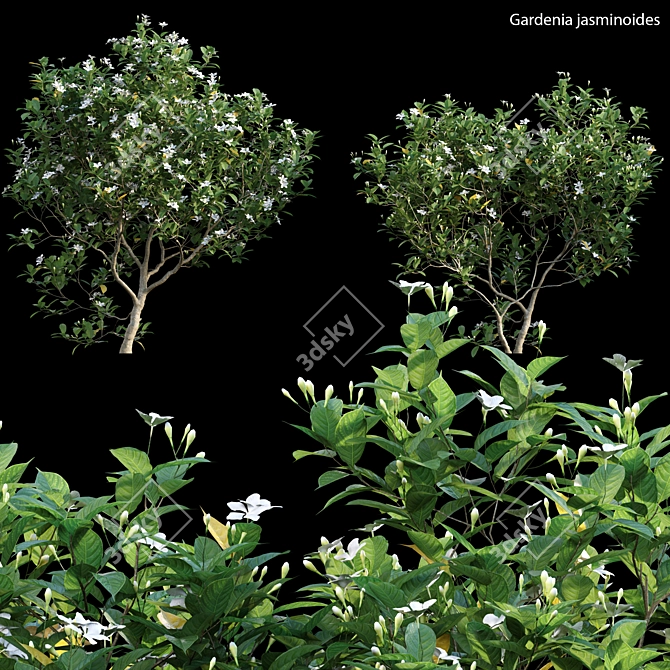 Gardenia Augusta 3D Models - 3ds Max, FBX, OBJ 3D model image 1