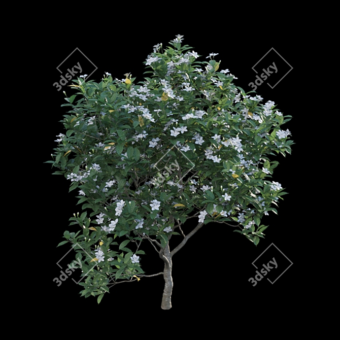 Gardenia Augusta 3D Models - 3ds Max, FBX, OBJ 3D model image 4