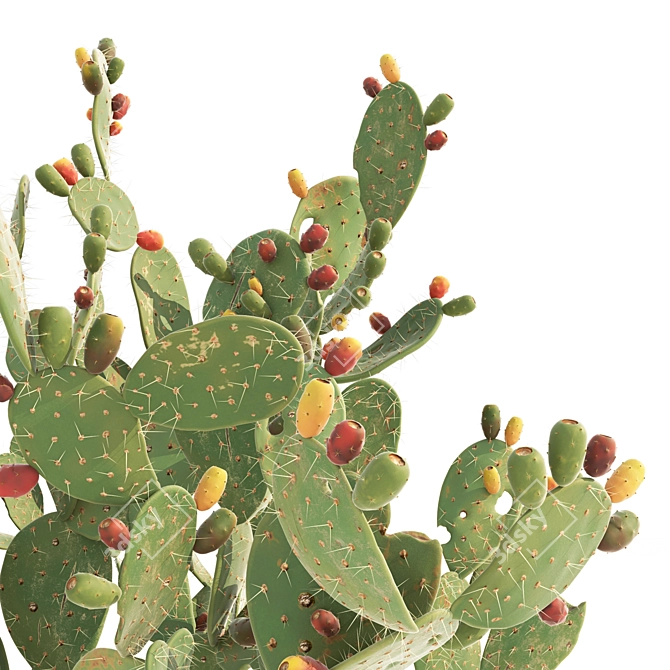 Prickly Pear Cactus: Lifelike 3D Models 3D model image 3
