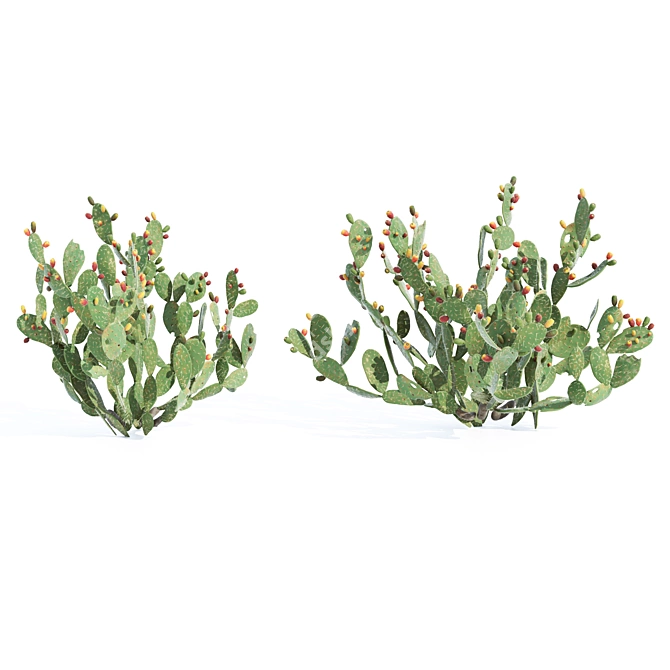 Prickly Pear Cactus: Lifelike 3D Models 3D model image 7