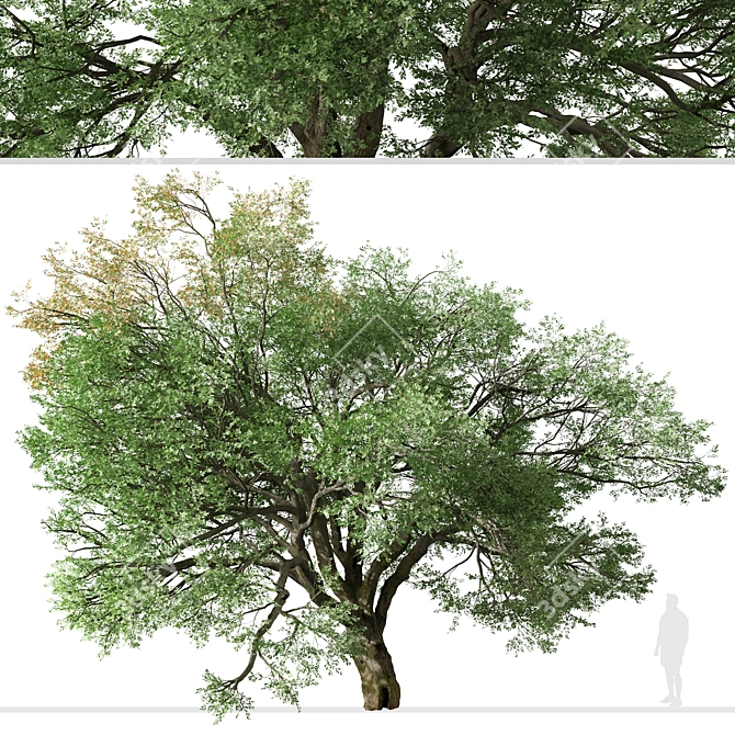 Valley Oak Tree - Majestic Native Californian Quercus lobata 3D model image 4