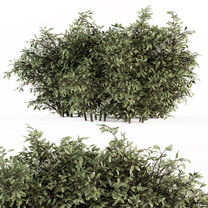 Elegant Buxus Leaf Bush Ensemble 3D model image 2