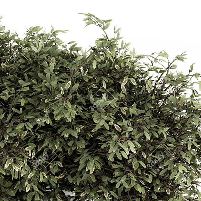 Elegant Buxus Leaf Bush Ensemble 3D model image 3