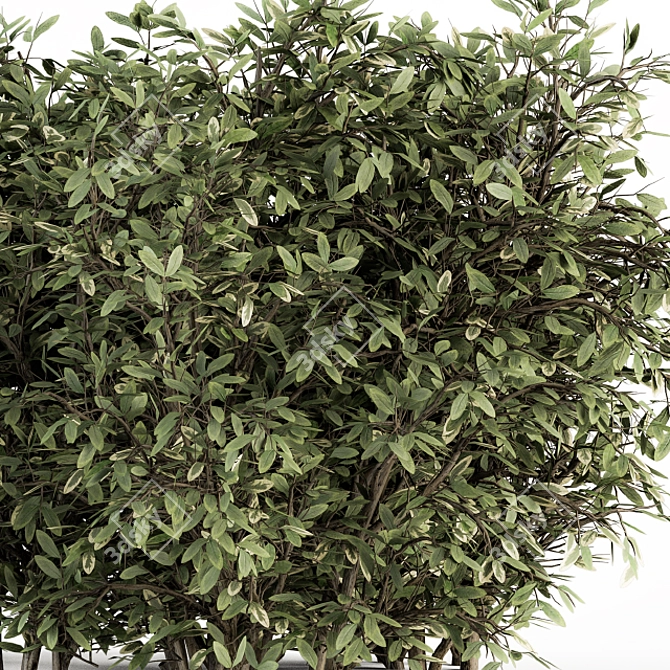 Elegant Buxus Leaf Bush Ensemble 3D model image 4