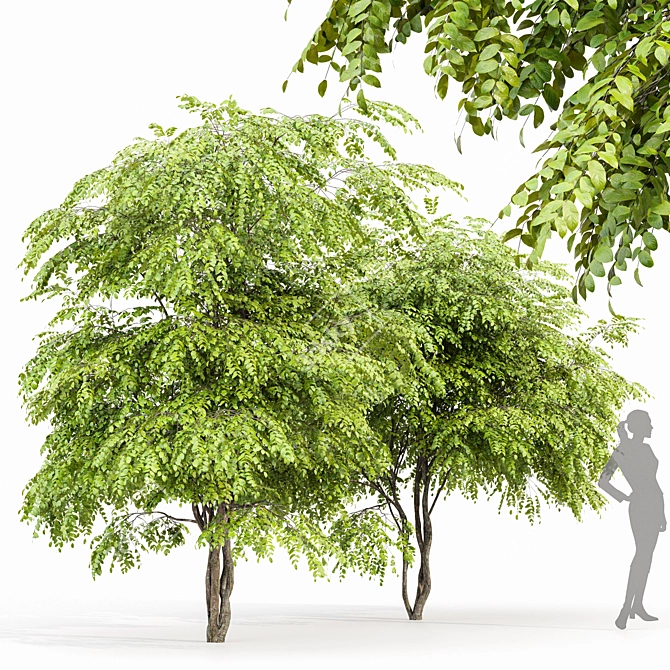  European Bladdernut Tree Duo 3D model image 1