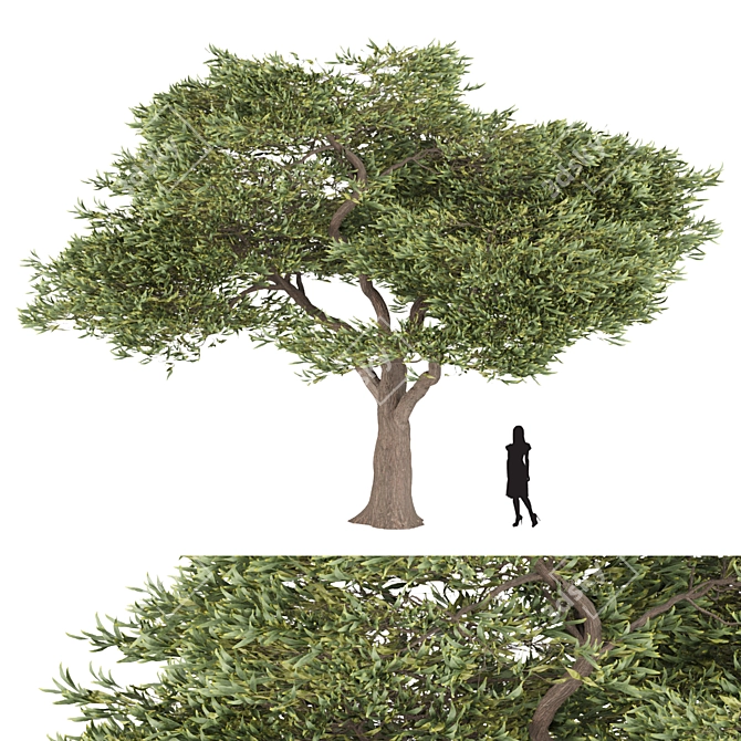 Evergreen Acacia Tree: Vol. 15 3D model image 1