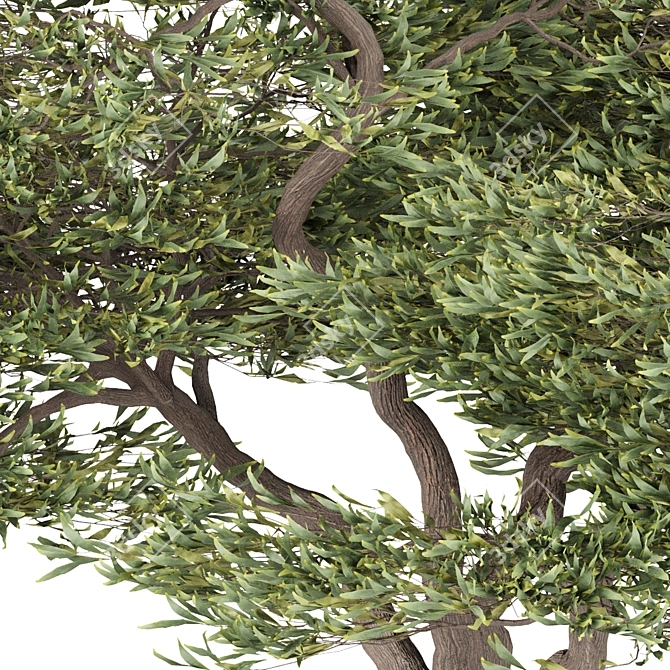 Evergreen Acacia Tree: Vol. 15 3D model image 2
