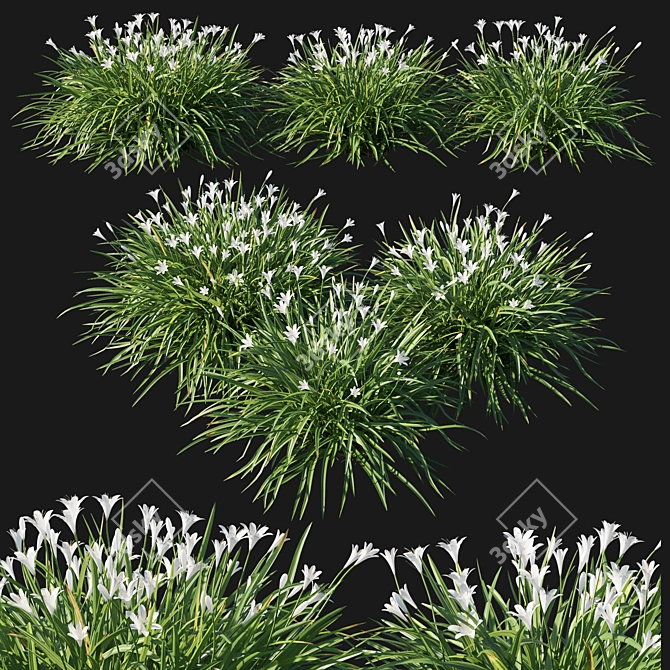 Sulphurea White Zephyranthes 3D model image 1