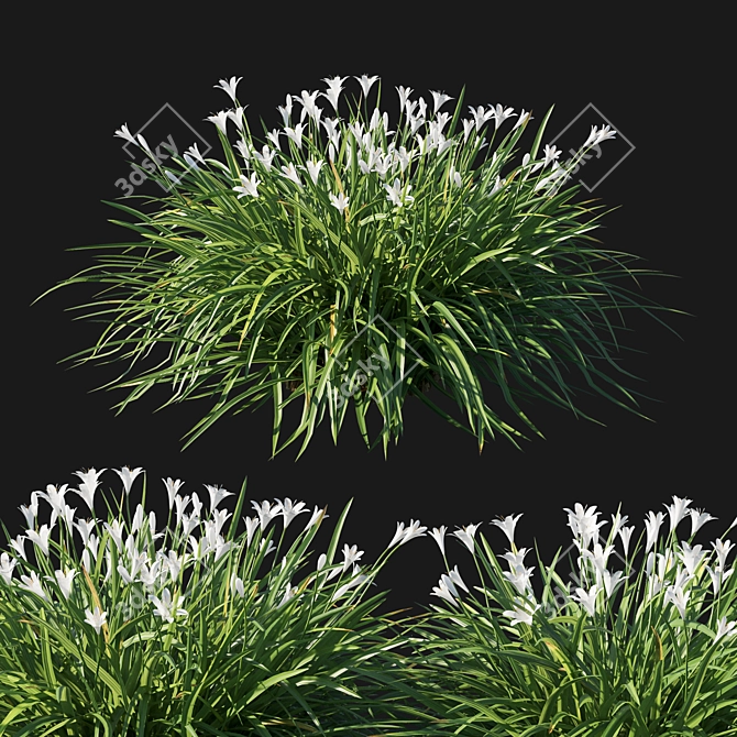 Sulphurea White Zephyranthes 3D model image 2