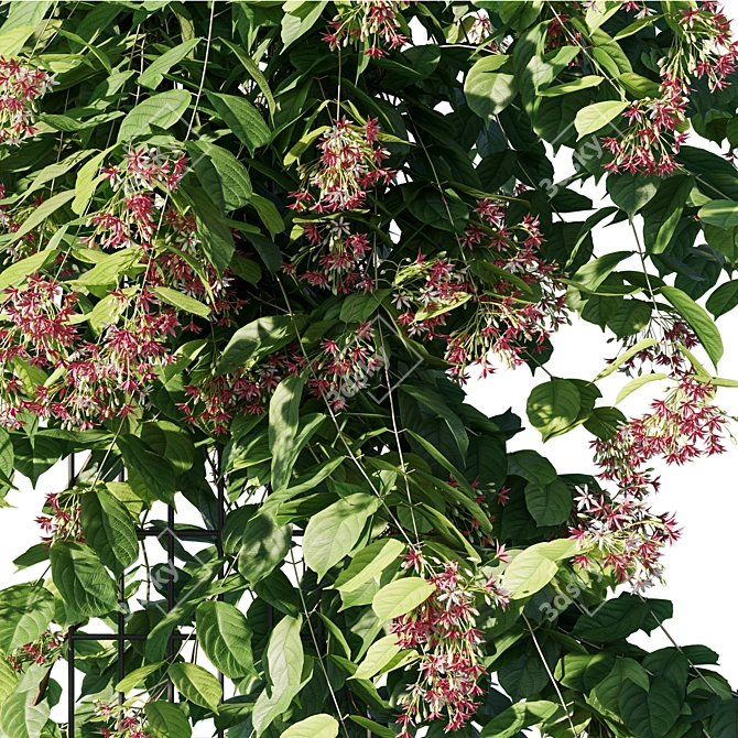 Exquisite Combretum Indicum 3D Model 3D model image 2