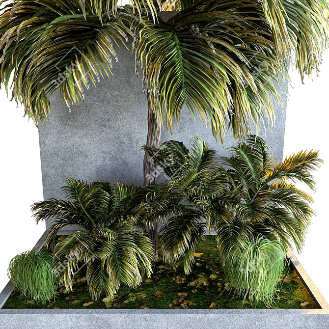 Tropical Palm Plant Collection 3D model image 2