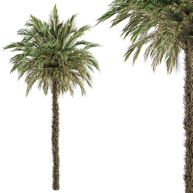 Exquisite Pygmy Date Palm - Set 51 3D model image 1