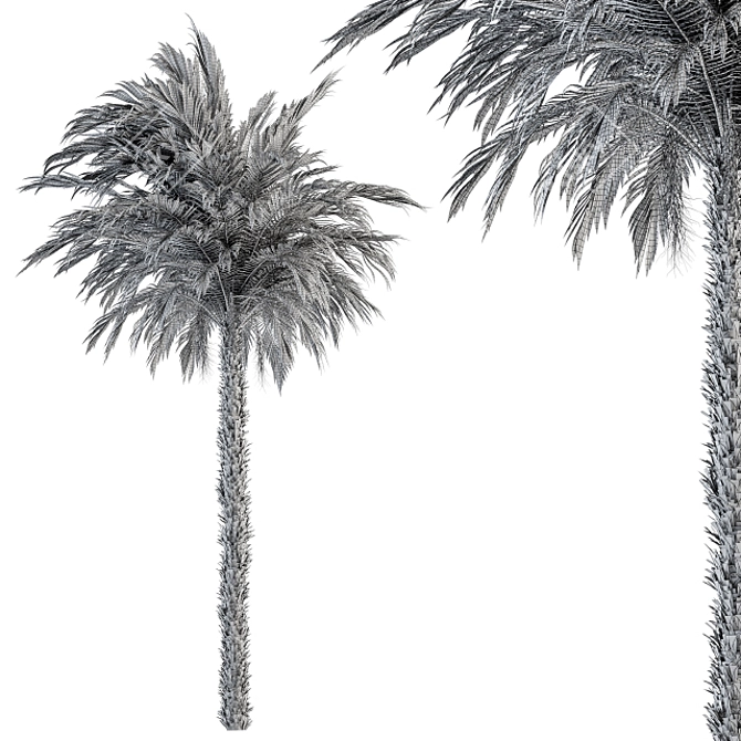 Exquisite Pygmy Date Palm - Set 51 3D model image 4