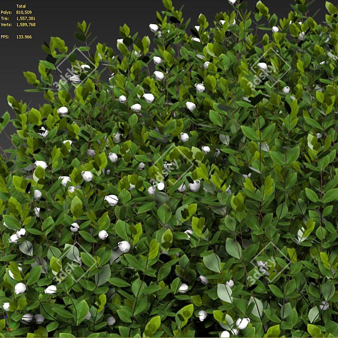 Lush Emerald Manzanita Shrub 3D model image 4