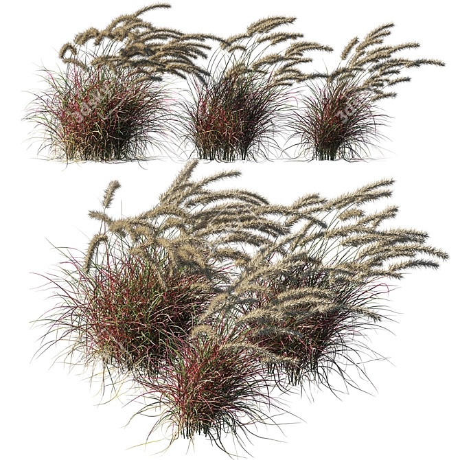 Purple Wind Grass: 2013 Millimeter Edition 3D model image 1