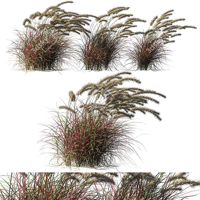 Purple Wind Grass: 2013 Millimeter Edition 3D model image 2