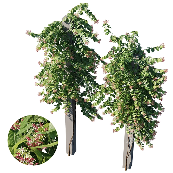 Combretum Indicum 02: High-Quality 3D Model 3D model image 1