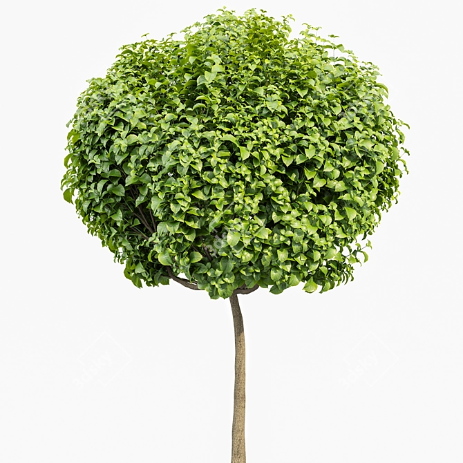 Compact Indian Bean Tree - 3 Sizes 3D model image 4