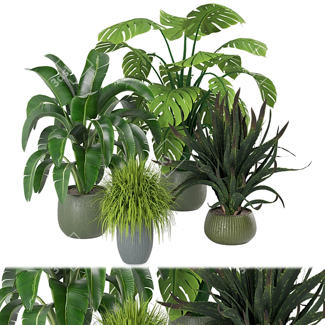 Tropical Greenery - Set of Indoor Plants 3D model image 3