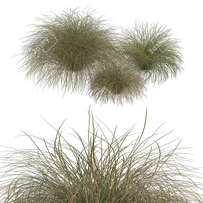 Sleek HairSedge Model - 3Ds Max 3D model image 16