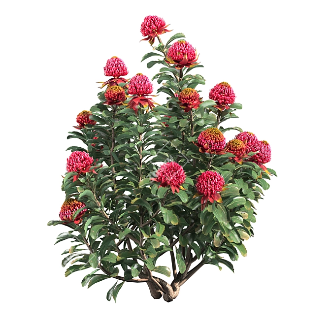 Waratah Telepea 2013: Stunning Floral Sculpture 3D model image 2