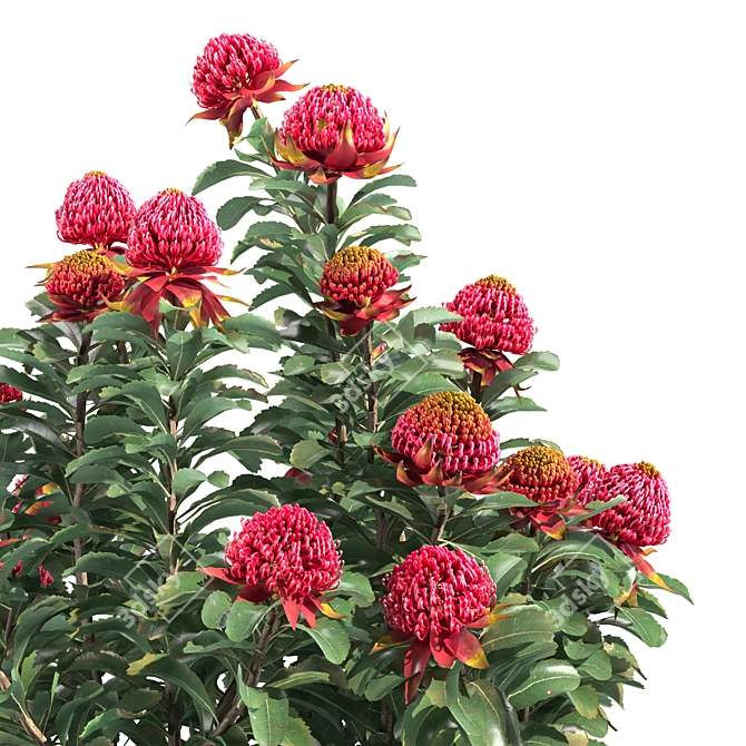 Waratah Telepea 2013: Stunning Floral Sculpture 3D model image 4