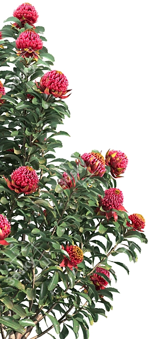 Waratah Telepea 2013: Stunning Floral Sculpture 3D model image 5