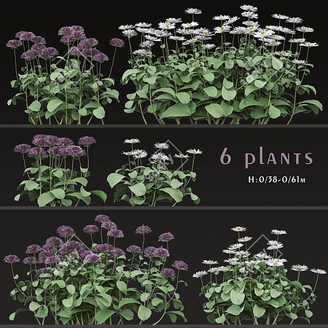 Blooming Bellis: Set of 6 Daisy Plants 3D model image 1