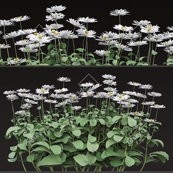 Blooming Bellis: Set of 6 Daisy Plants 3D model image 2