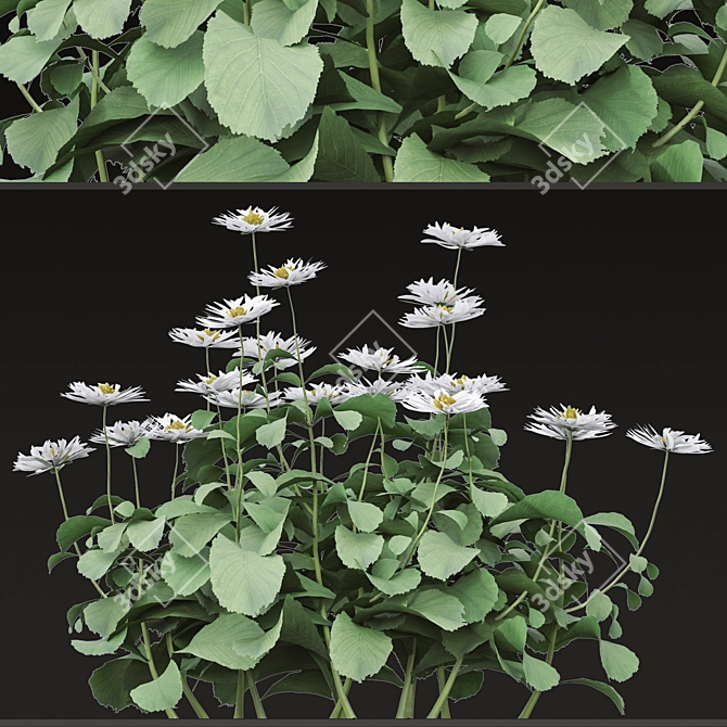 Blooming Bellis: Set of 6 Daisy Plants 3D model image 3