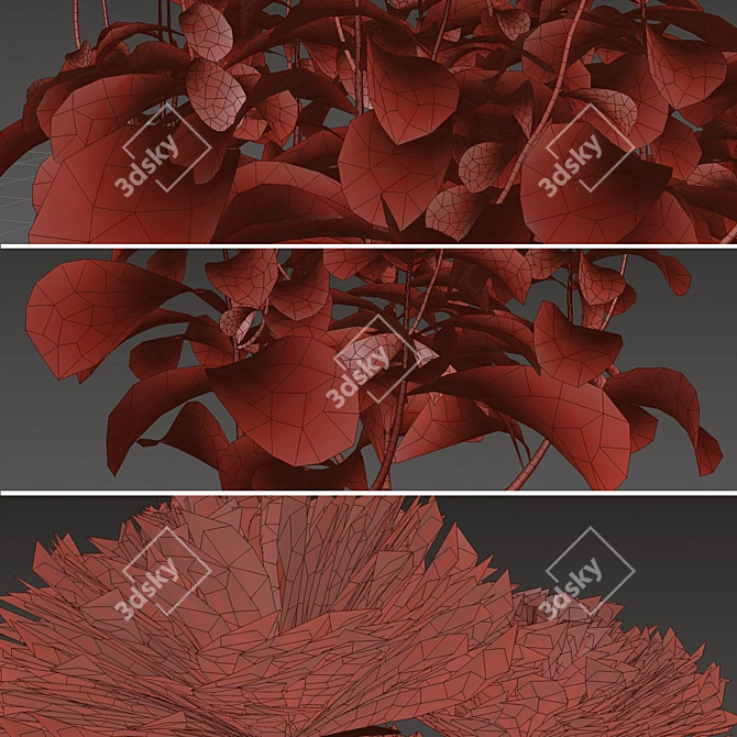 Blooming Bellis: Set of 6 Daisy Plants 3D model image 7
