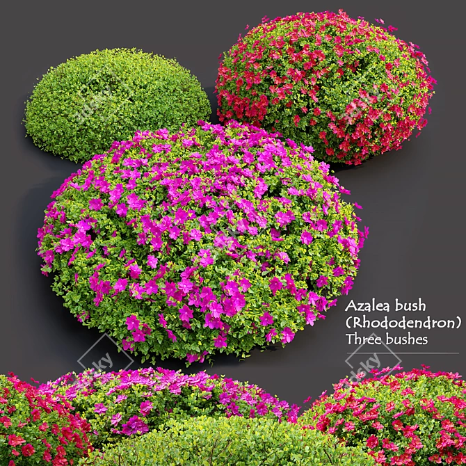 Blossom Azalea: Vray & Corona 3D model image 1