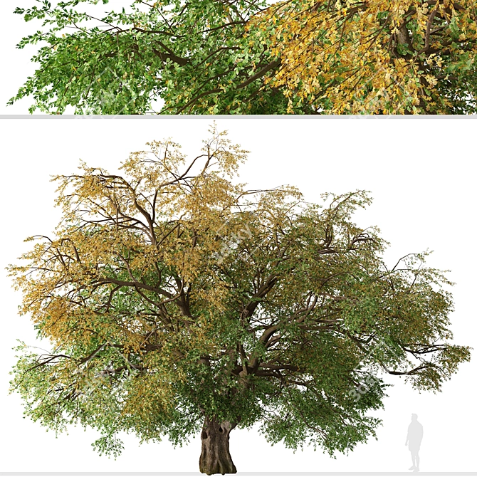 Kellogg Oak Tree: California's Majestic Beauty 3D model image 2