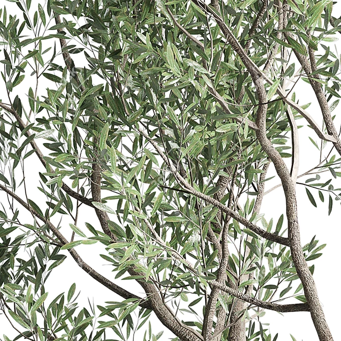 Concrete Vase Pot Tree Olive: Indoor Plant Collection 3D model image 5