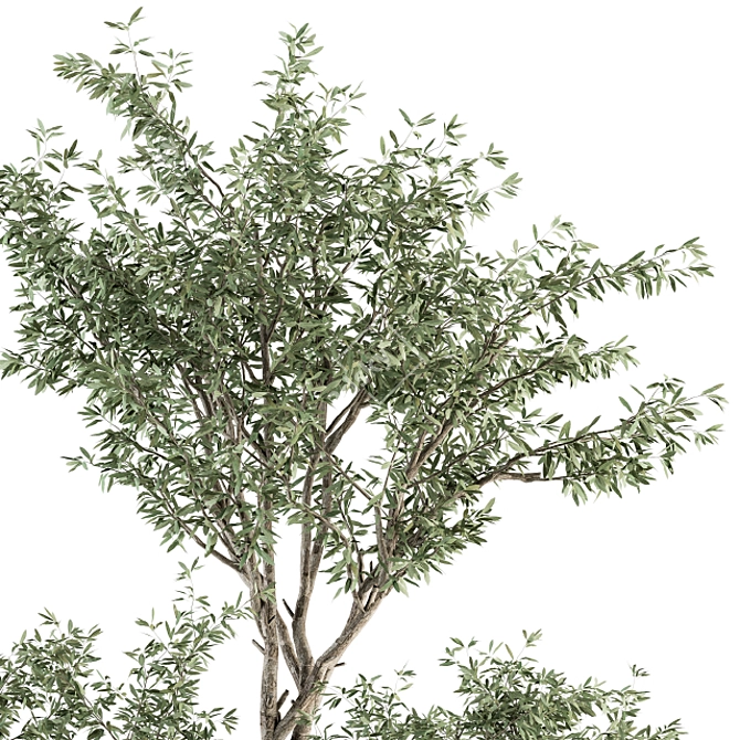 Olive Oasis: Indoor Plant Set 3D model image 2